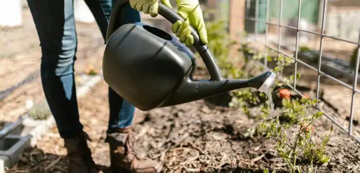 une personne arrosant ses plants avec un arrosoir