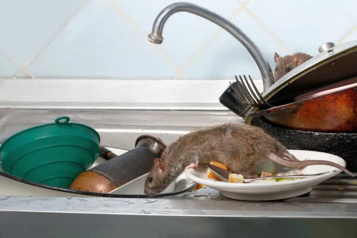 La recette secrète de grand-mère pour éliminer les rats
