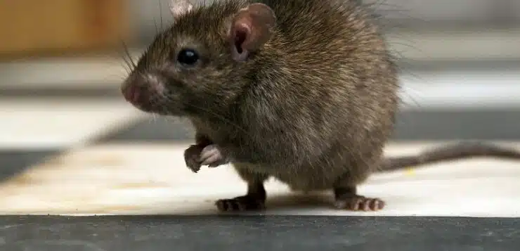 La recette secrète de grand-mère pour éliminer les rats