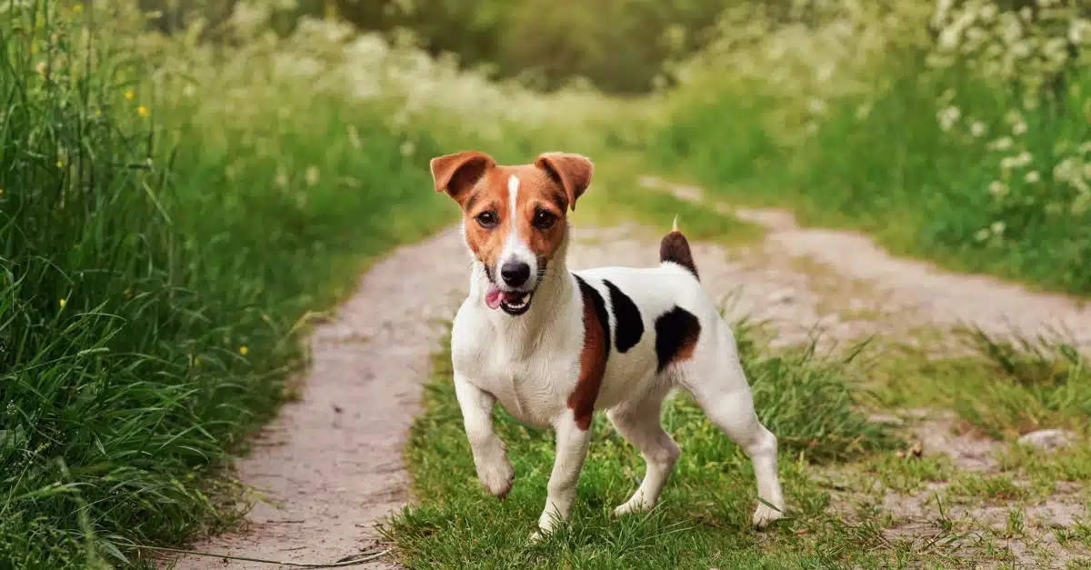 Quel prénom donner à votre chien en 2023