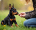 Chiot doberman assis attentivement en extérieur