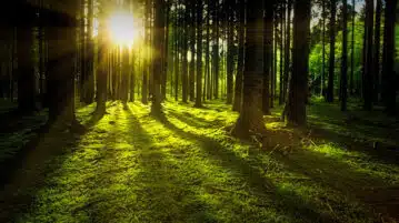 Pour réduire votre stress, les arbres peuvent être de précieux alliés