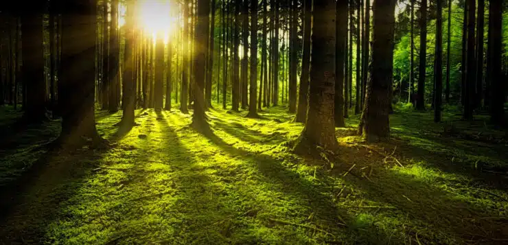 Pour réduire votre stress, les arbres peuvent être de précieux alliés