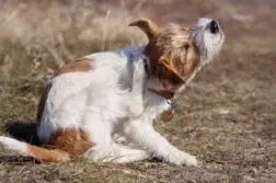 puces sur un chien