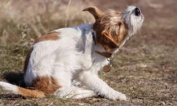 puces sur un chien