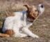puces sur un chien
