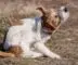 puces sur un chien
